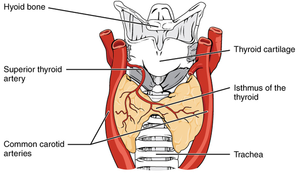 Ketogenic Diet Thyroid